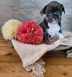 Franse bulldog pups uit volledig gekeurde ouders, Dieren en Toebehoren, Honden | Bulldogs, Pinschers en Molossers, Nederland, CDV (hondenziekte)