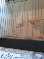 Tekoop mooie zebravinken, Dieren en Toebehoren, Vogels | Overige Vogels