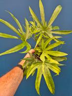 Anthurium pedatoradiatum Fingers p12 (4)