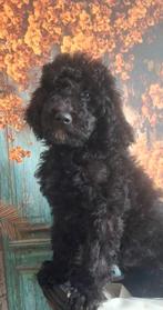 Prachtige, zwarte,  koningspoedel (grote poedel) pupjes, Dieren en Toebehoren, Poedel, CDV (hondenziekte), 8 tot 15 weken, Meerdere