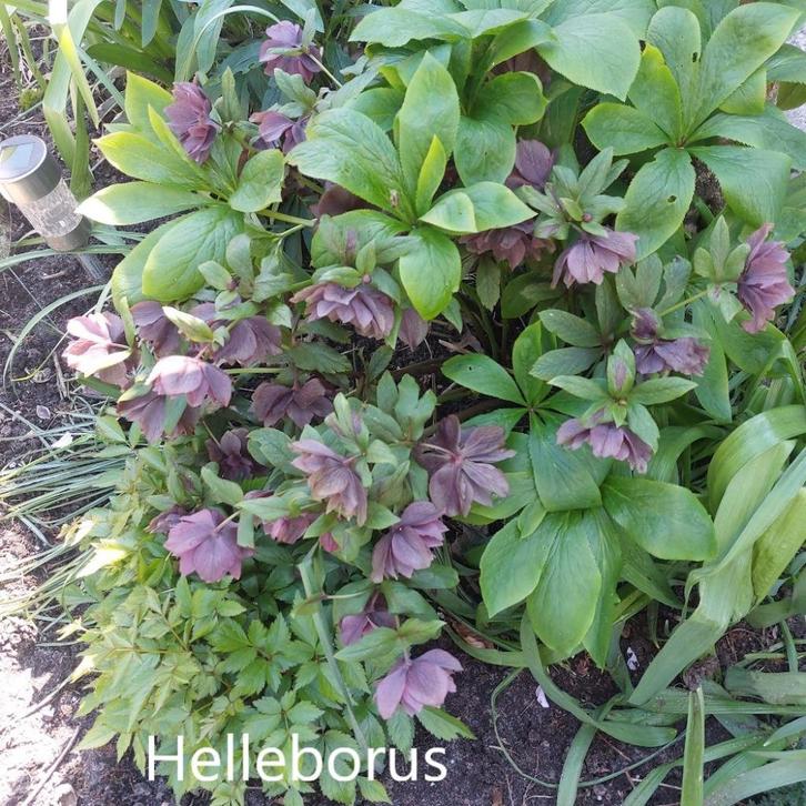 Stekjes Helleboris, Tuin en Terras, Planten | Tuinplanten, Vaste plant, Overige soorten, Volle zon, Winter, Ophalen