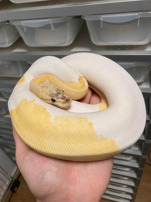 0.1 Ivory Pied ball python regius te koop, Dieren en Toebehoren, Reptielen en Amfibieën, Slang, 0 tot 2 jaar, Tam