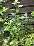 Japanse Roos / Hibiscus / Althea, Tuin en Terras, Planten | Struiken en Hagen, Ophalen, Overige soorten, Struik, Minder dan 100 cm