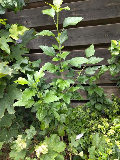 Japanse Roos / Hibiscus / Althea, Tuin en Terras, Planten | Struiken en Hagen, Struik, Overige soorten, Minder dan 100 cm, Ophalen