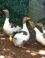 Onverwant koppel raszuivere Pommerse ganzen, Dieren en Toebehoren, Pluimvee, Meerdere dieren, Gans of Zwaan