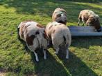 Bonte dekrammen, Dieren en Toebehoren, Schapen, Geiten en Varkens, Mannelijk, Schaap