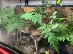 Groot paludarium/terrarium met waterval, Dieren en Toebehoren, Reptielen en Amfibieën | Toebehoren, Ophalen of Verzenden, Zo goed als nieuw