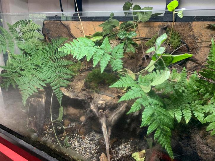 Groot paludarium/terrarium met waterval, Dieren en Toebehoren, Reptielen en Amfibieën | Toebehoren, Zo goed als nieuw, Terrarium of Paludarium