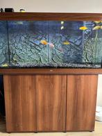 Juwel Rio 350 geweldig setje, Zo goed als nieuw, Ophalen, Leeg aquarium