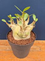 Adenium Baobab p12 (4), Huis en Inrichting, Ophalen of Verzenden, Halfschaduw, Minder dan 100 cm