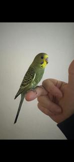 Jonge grasparkiet, Dieren en Toebehoren, Vogels | Parkieten en Papegaaien, Mannelijk, Parkiet, Tam