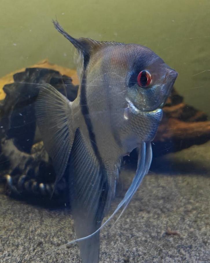 Maanvissen 7 stuks div soorten, Dieren en Toebehoren, Vissen | Aquariumvissen, Zoetwatervis, Vis, Schoolvis