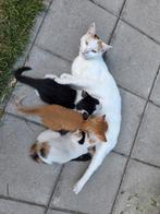 Super lieve kittens, Dieren en Toebehoren