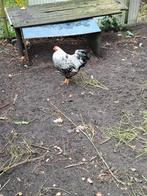 Wyandotte hanen gratis afhalen 1 haan groot ras 1haan kriel, Dieren en Toebehoren, Pluimvee, Mannelijk, Kip