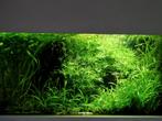 Aquarium planten zak vol Heteranthera, bacopa, Braziliaans k