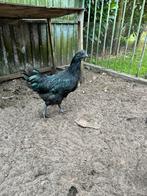 Ayam cemani kuikens hanen, Dieren en Toebehoren, Pluimvee, Mannelijk, Kip