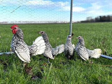 Sebright kippen gesekst, geringd, ingeënt Zilverzwartgezoomd beschikbaar voor biedingen