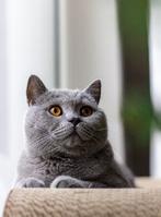 Britse kat, Dieren en Toebehoren, Katten en Kittens | Raskatten | Korthaar, Geslacht onbekend, Gechipt, 3 tot 5 jaar