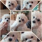 Creme maltipoo puppy beschikbaar! ❤️🤍🖤, Overige rassen, CDV (hondenziekte), 8 tot 15 weken, Meerdere