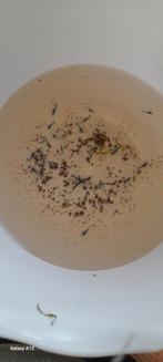 Jonge blauwe garnalen