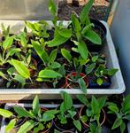 Russische Smeerwortel (Bocking 14) plantjes, Tuin en Terras, Planten | Tuinplanten, Ophalen, Zomer