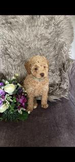 🩷🩵Prachtige maltipoo puppy’s zoeken hun for ever home🩵🩷, Poedel, CDV (hondenziekte), 8 tot 15 weken, Meerdere