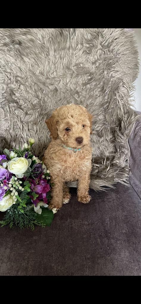 🩷🩵Prachtige maltipoo puppy’s zoeken hun for ever home🩵🩷, Dieren en Toebehoren, Honden | Chihuahua's en Gezelschapshonden, Meerdere dieren