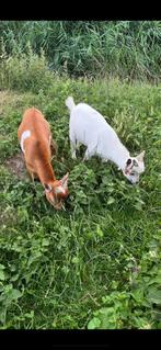 Dwerggeit bokjes, Dieren en Toebehoren, Schapen, Geiten en Varkens, Mannelijk, Geit