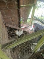 5 witte leghorns, Dieren en Toebehoren, Vrouwelijk, Kip
