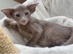 Oosterse korthaar kittens/siamees, Dieren en Toebehoren, Katten en Kittens | Raskatten | Korthaar, Meerdere dieren, Gechipt, 0 tot 2 jaar