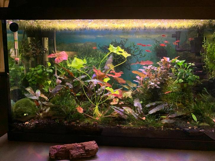 Gereserveerd, Dieren en Toebehoren, Vissen | Aquariumvissen, Zoetwatervis, Vis, Schoolvis