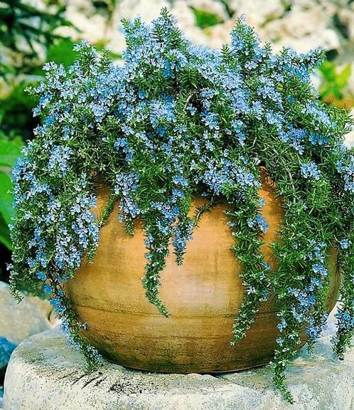 Rosmarijn Rosmarinus Blue Cascade in 15 cm pot, Tuin en Terras, Planten | Tuinplanten, Vaste plant, Kruiden, Volle zon, Zomer