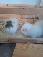 Twee mannetjes cavia's met alle toebehoren, Dieren en Toebehoren, Knaagdieren, Mannelijk, Tam, Maart, Cavia