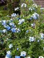 GEZOCHT: Mannentrouw plumbago  plant, Tuin en Terras, Planten | Tuinplanten, Ophalen of Verzenden