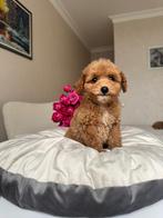 Premium maltipoo f2 teefje micro, Dieren en Toebehoren, Poedel, Particulier, Rabiës (hondsdolheid), 8 tot 15 weken