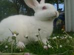 Wit Rex konijn, Dieren en Toebehoren, Konijnen, Vrouwelijk, Middelgroot, 0 tot 2 jaar