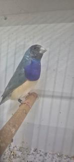 Blauwpastel bonte gouldamadine man