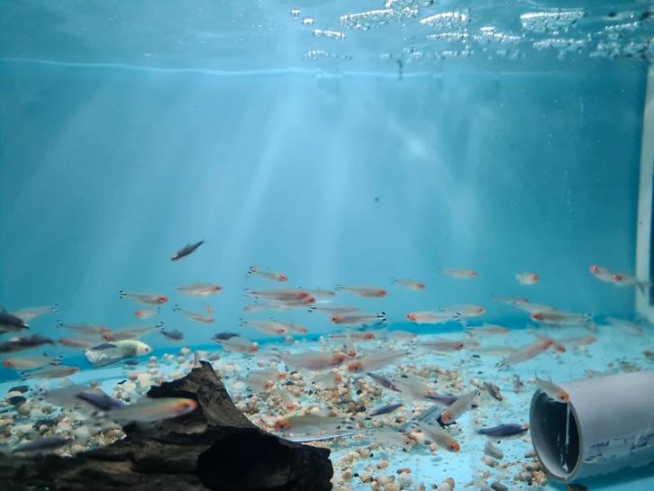 Roodkopzalm, Hemigrammus Rhodostomus, Dieren en Toebehoren, Vissen | Aquariumvissen, Zoetwatervis, Vis, Schoolvis