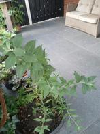 Planten (vlinderstuik), Tuin en Terras, Planten | Tuinplanten, Volle zon, Vaste plant, Zomer, Ophalen