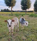Mini zeboe stiertje kalfje unieke kleurcombinatie, Dieren en Toebehoren, Runderen, Mannelijk