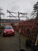 Lei-Sierappel 'Evereste', Tuin en Terras, Planten | Bomen, Ophalen, Lente, Halfschaduw, Overige soorten