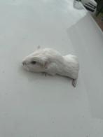 Witte agouti cavia zeugje(drager), Dieren en Toebehoren, Knaagdieren, Cavia, Augustus, Vrouwelijk, Tam