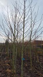 Magnolia kobus, Tuin en Terras, Planten | Bomen, Ophalen of Verzenden, Lente, Volle zon, Overige soorten