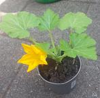 Courgette , komkommer en snackkomkommerplanten, Tuin en Terras, Ophalen, Zomer, Volle zon
