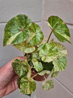 Begonia Rouge Variegata p12 (11)