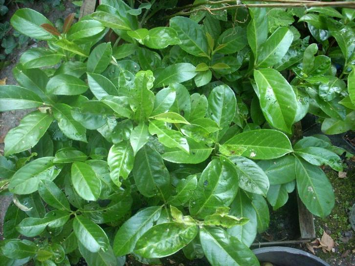 laurier struikjes in pot en bak laurier haag heggen heg, Tuin en Terras, Planten | Struiken en Hagen, Haag, Laurier, Minder dan 100 cm