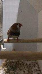 Gezocht een groot voormaat zebravink pop, Dieren en Toebehoren, Vogels | Overige Vogels, Vrouwelijk