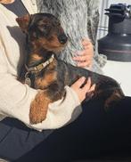 Ruwharige teckel puppies, Dieren en Toebehoren, Honden | Teckels en Dashonden, Standaard, 8 tot 15 weken, CDV (hondenziekte), Meerdere