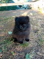 Pommeriaan pup, nog 1 zwart reutje, Dieren en Toebehoren, Overige rassen, CDV (hondenziekte), 8 tot 15 weken, Meerdere