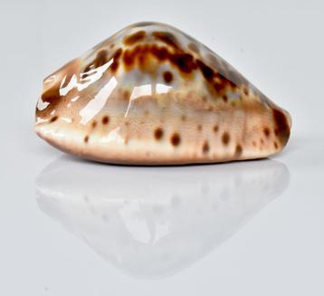 Schelpen: Cypraea jeaniana sherylae 66mm (F+++/Gem)  beschikbaar voor biedingen